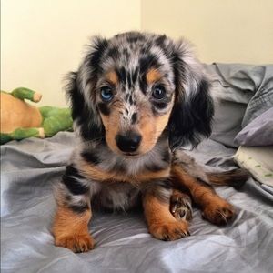 Meet your Posher, Helena